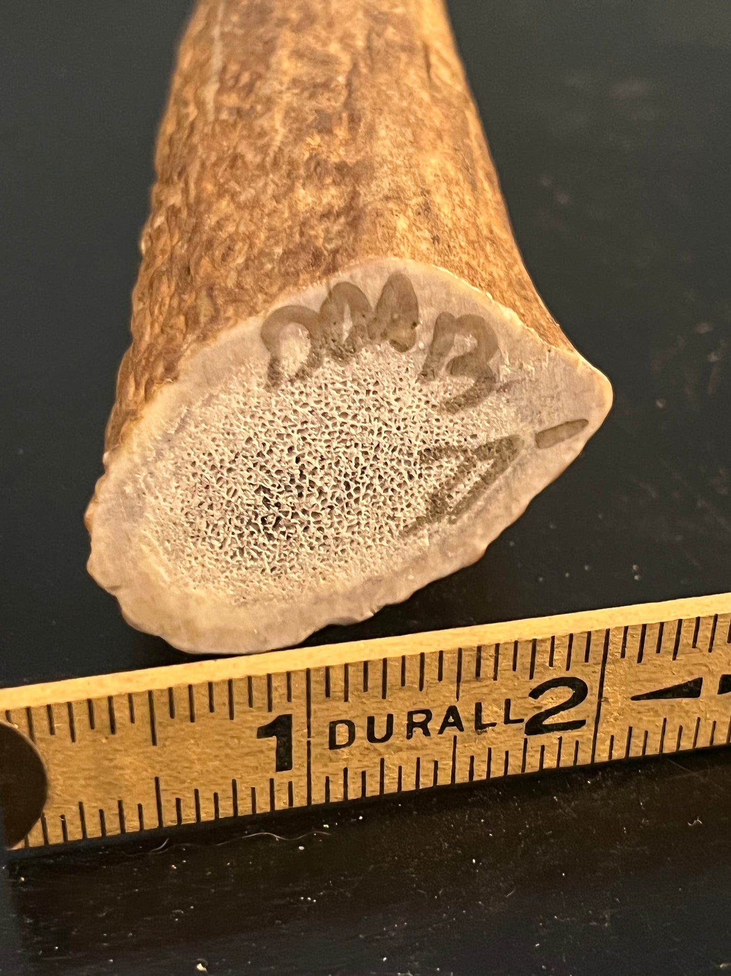 XL Antler Dog Chew - DDA13