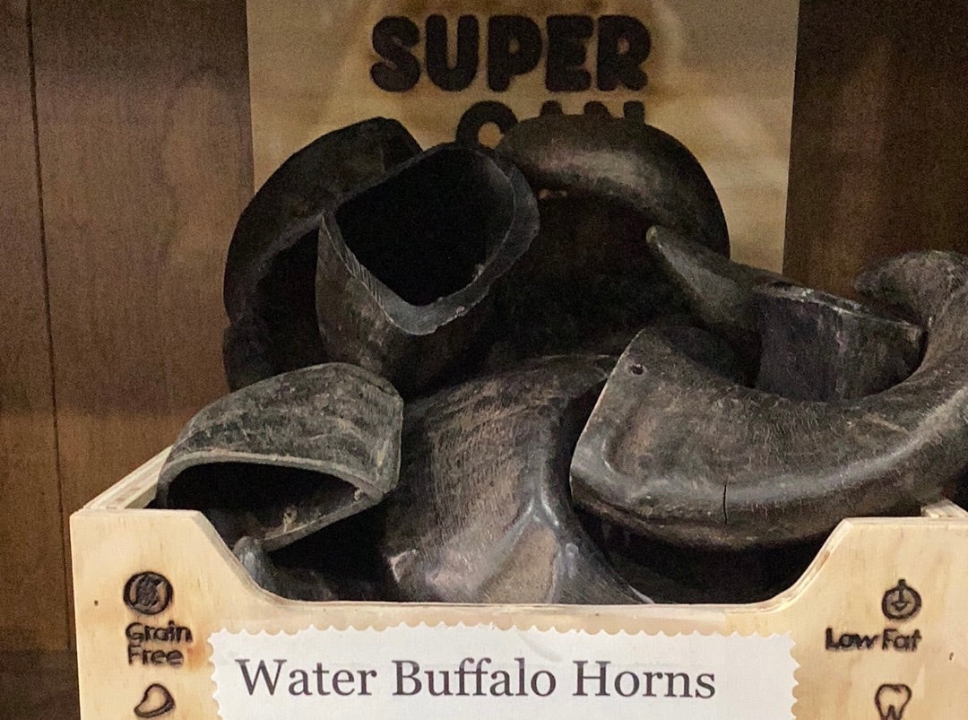 Water Buffalo Horns