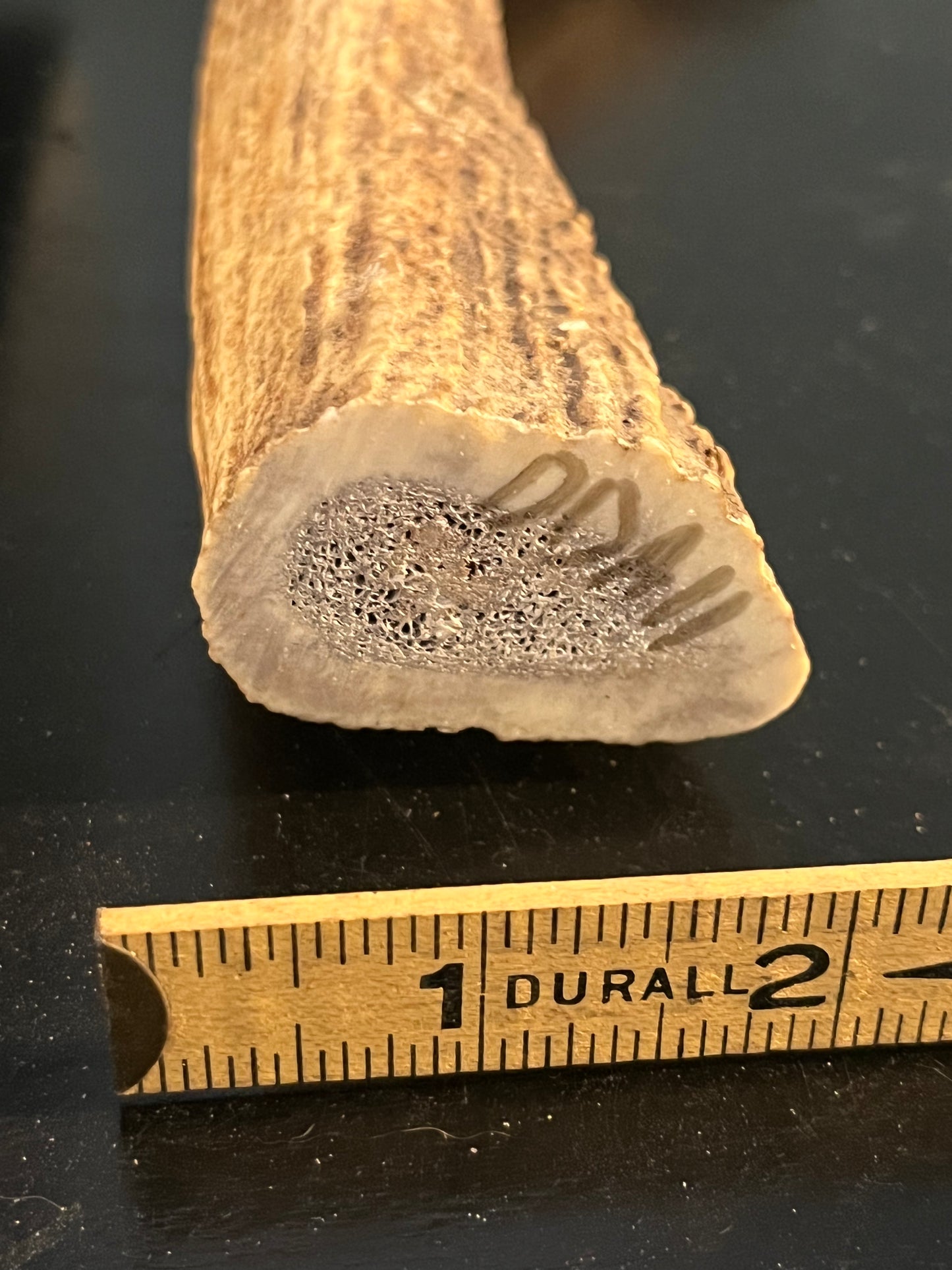 XL Antler Dog Chew - DDA11