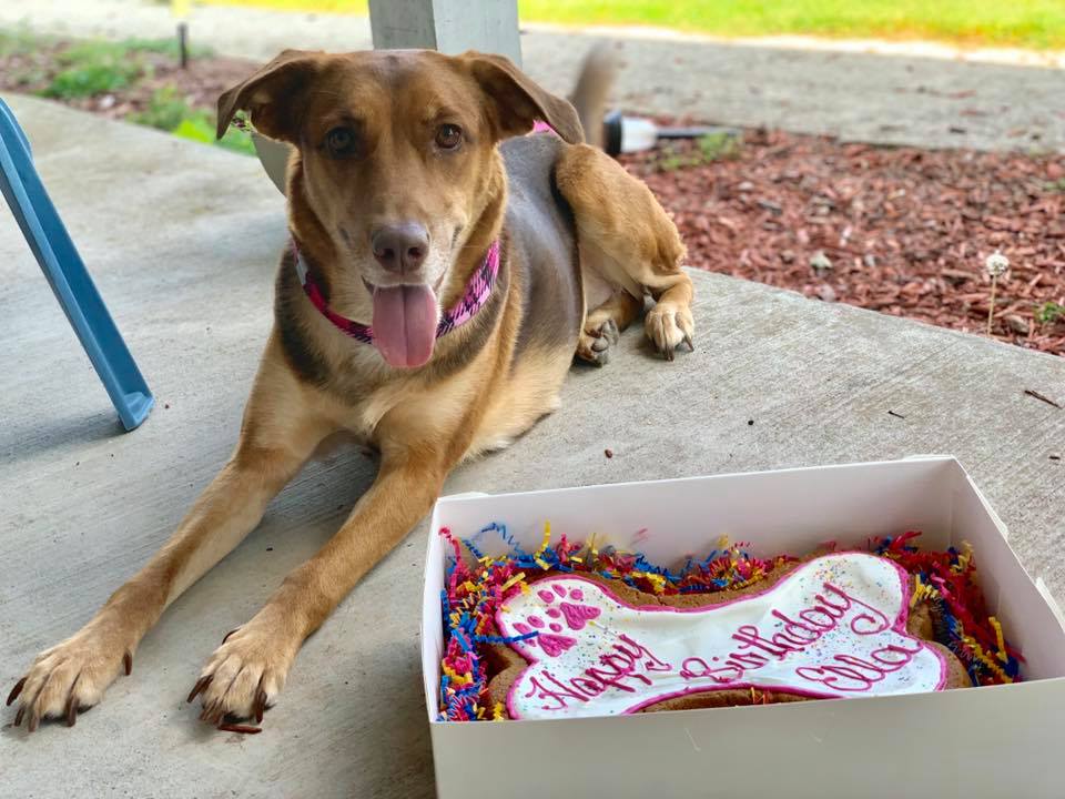 Happy Birthday Dog Cake