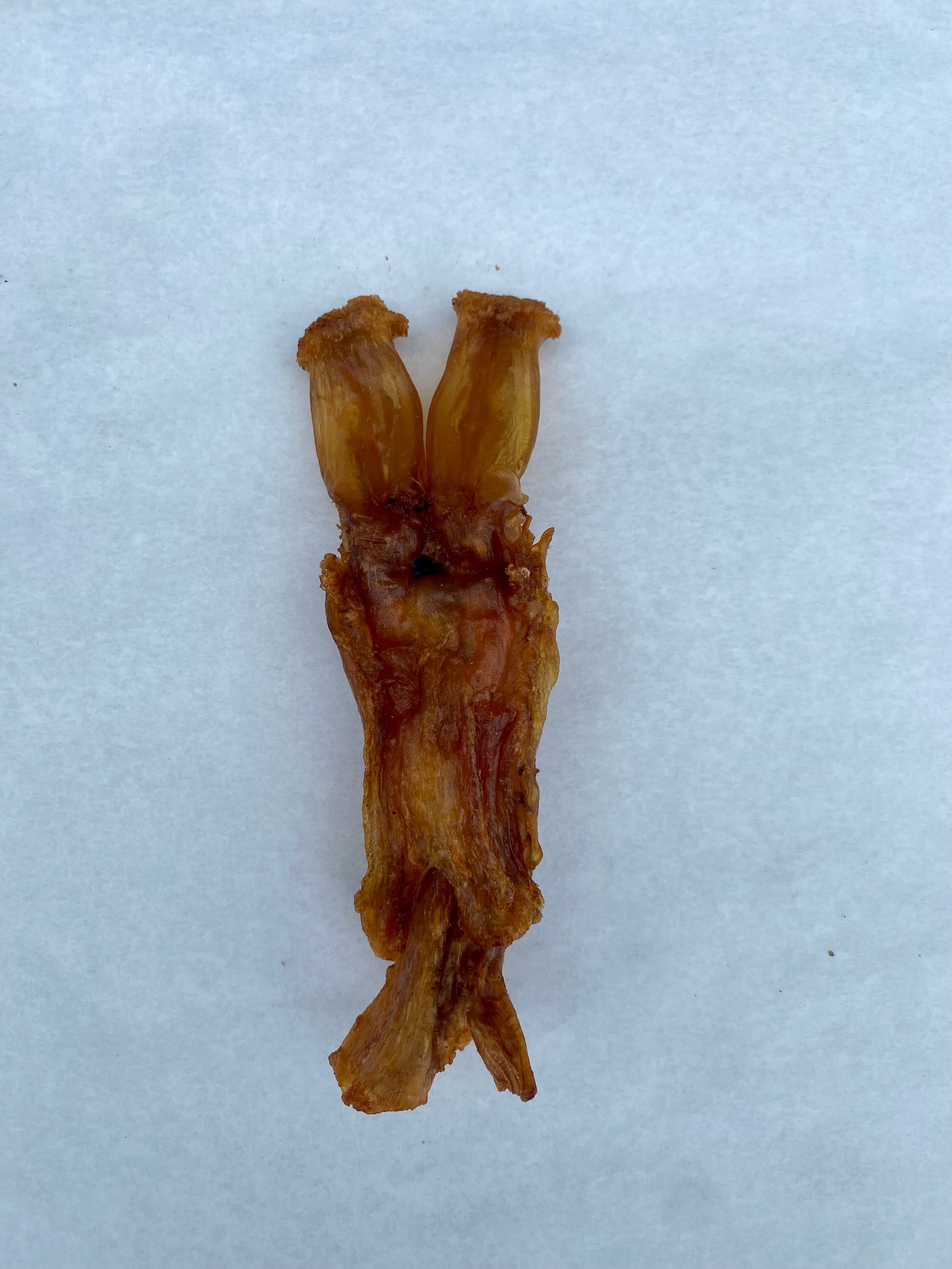 Tendons for dogs to chew on best sale